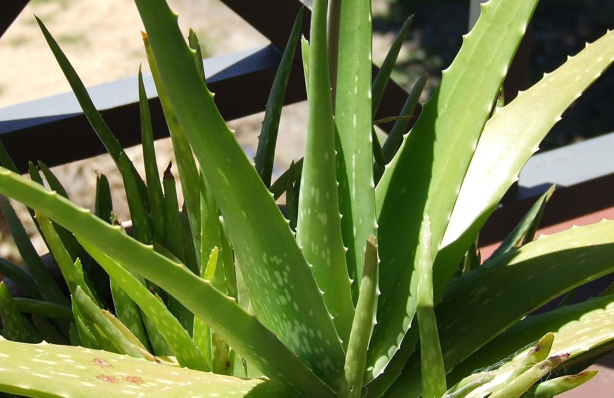 1200px-Aloe_Vera